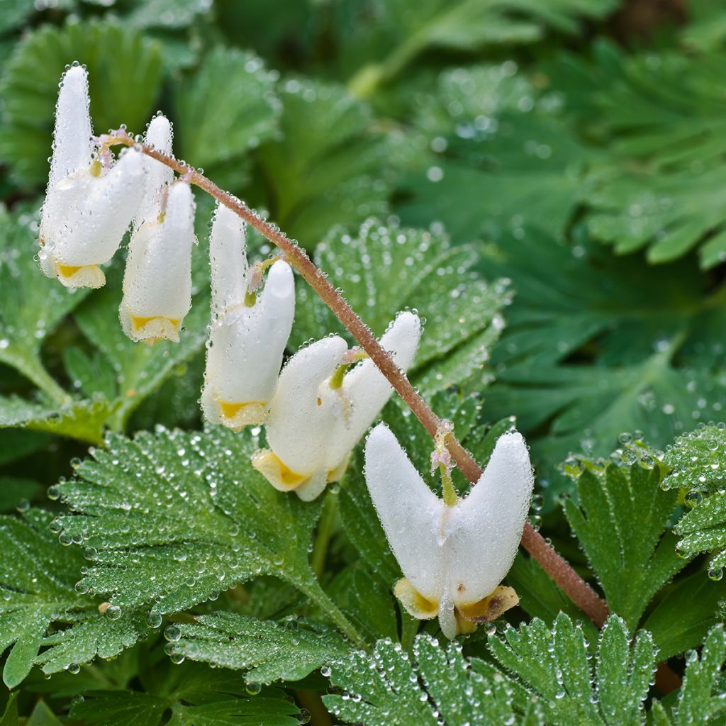 Dicentra cucullaria - Gebroken hartje