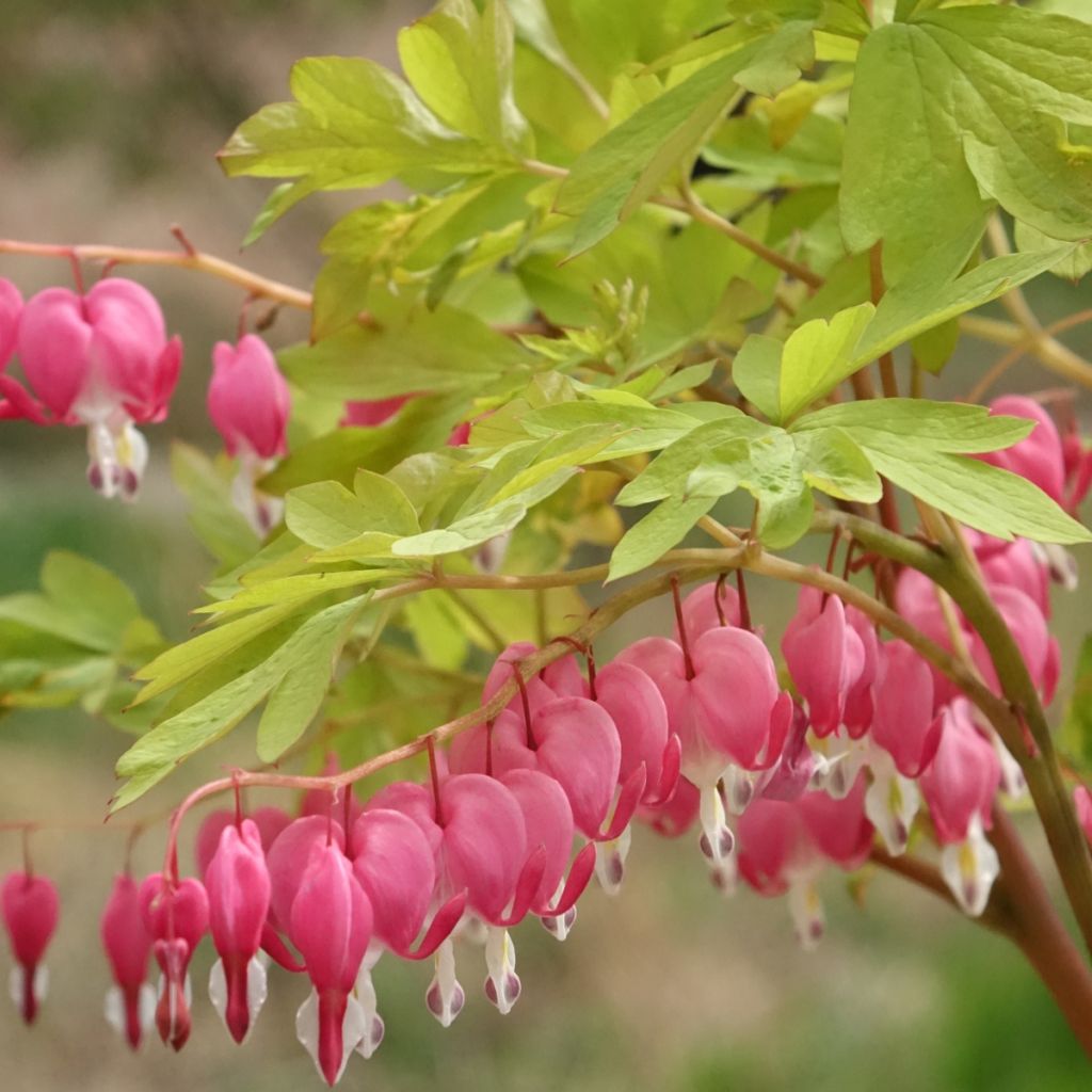 Dicentra spectabilis Yellow Leaf - Gebroken hartje