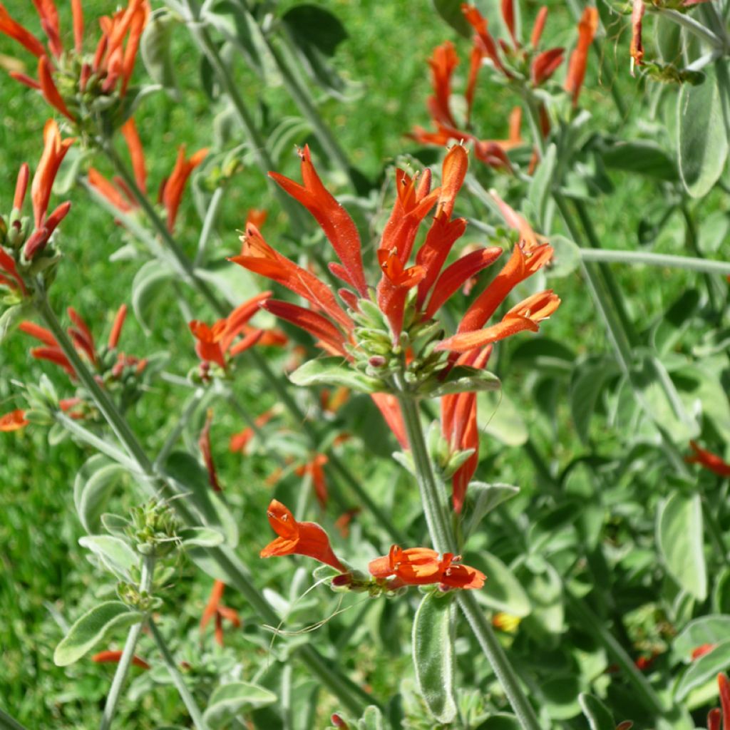 Dicliptera suberecta (squarrosa) - Justicia ou Jacobinia suberecta