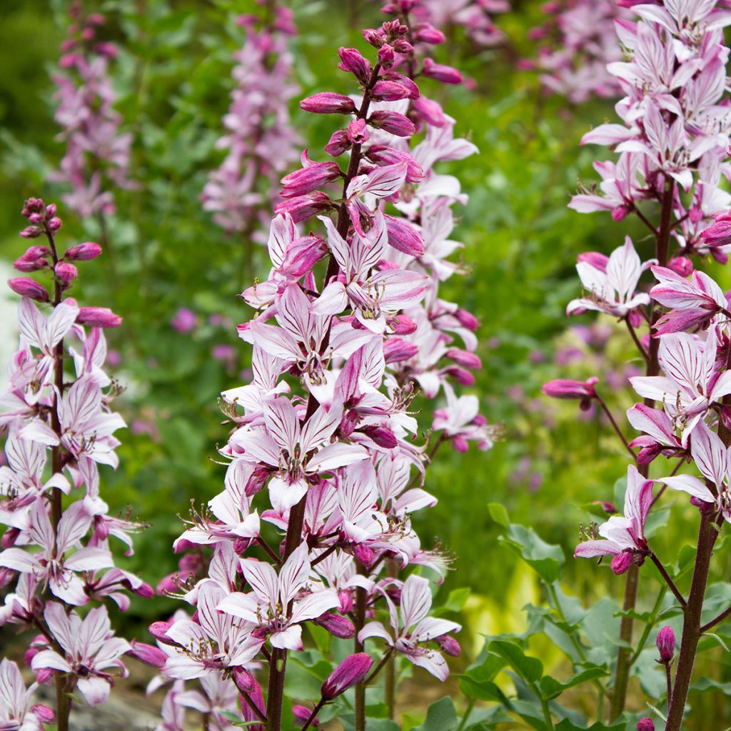 Dictamnus albus - Vuurwerkplant
