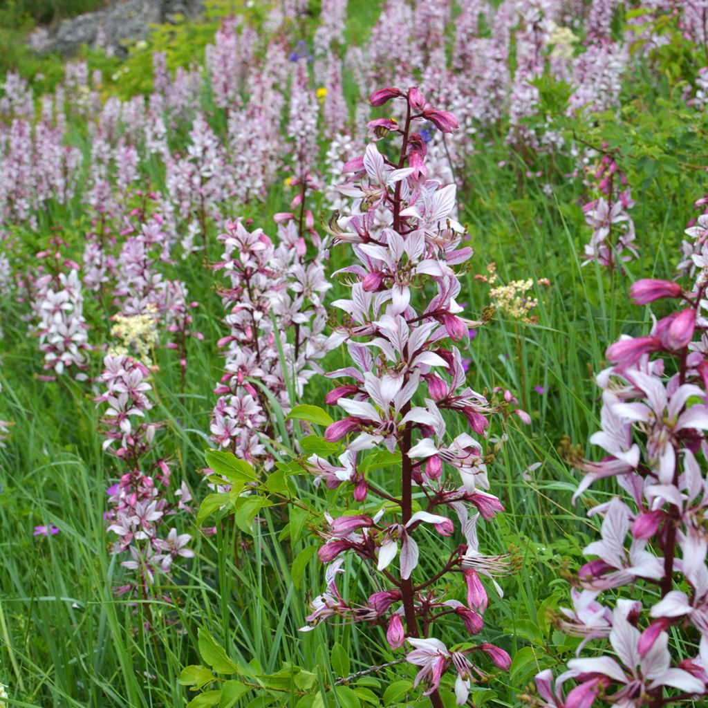 Dictamnus albus - Vuurwerkplant