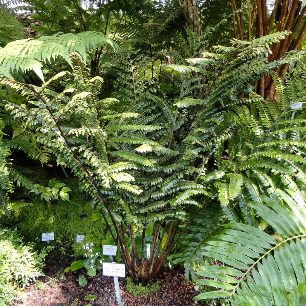 Didymochlaena truncatula - Mahonieboomvaren