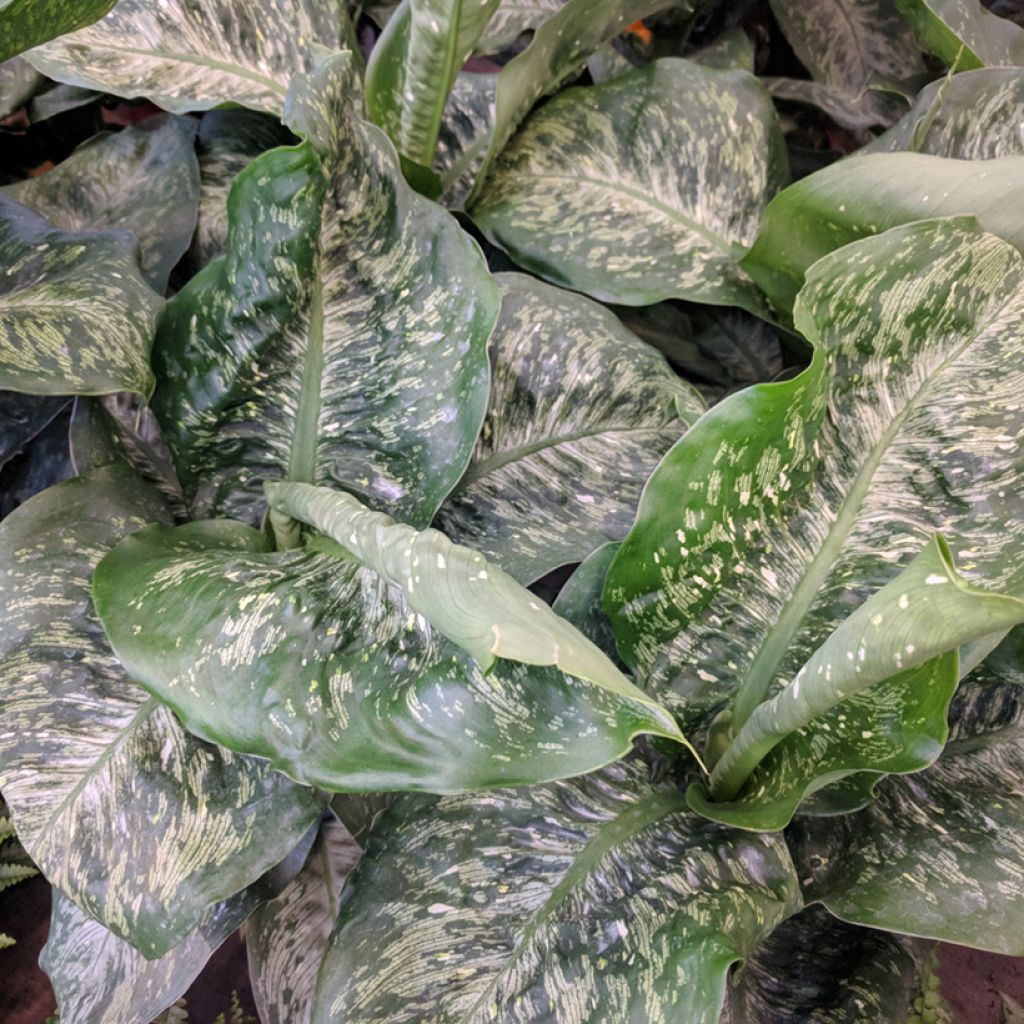 Dieffenbachia Tropic Snow - Domme riet