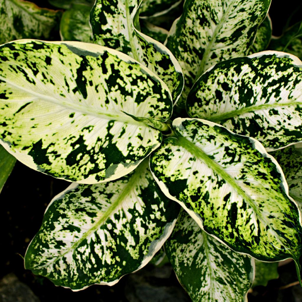 Dieffenbachia maculata Amy - Gevlekte dieffenbachia