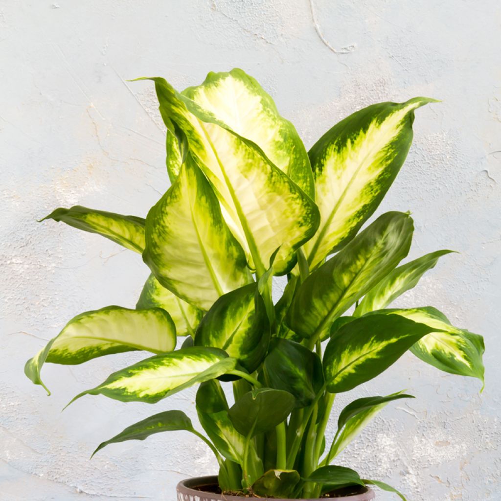 Dieffenbachia Camilla - Domme riet