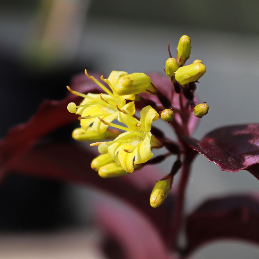 Diervilla rivularis Troja Black - Amerikaanse weigelia