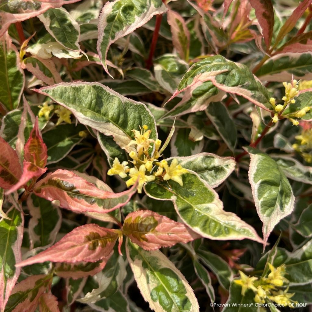 Diervilla Kodiak Mixx - Amerikaanse weigelia