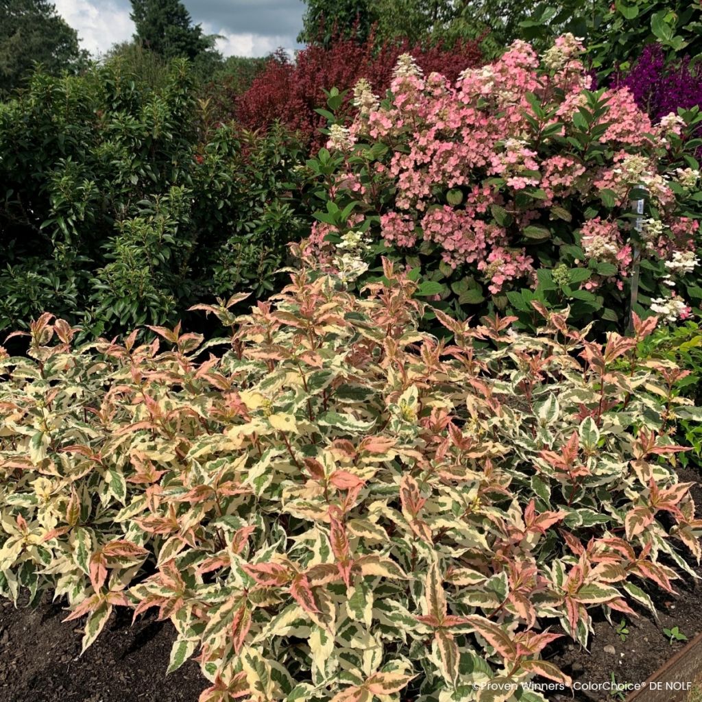 Diervilla Kodiak Mixx - Amerikaanse weigelia