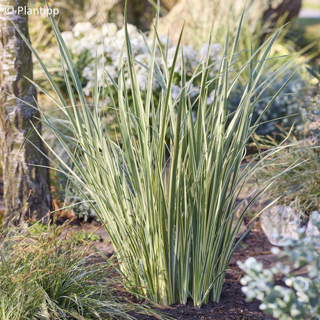 Dietes bicolor Milky Way - Afrikaanse iris