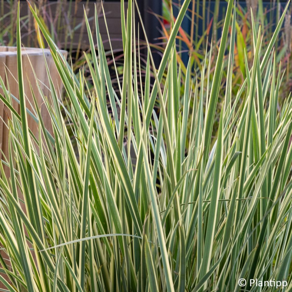 Dietes bicolor Milky Way - Afrikaanse iris