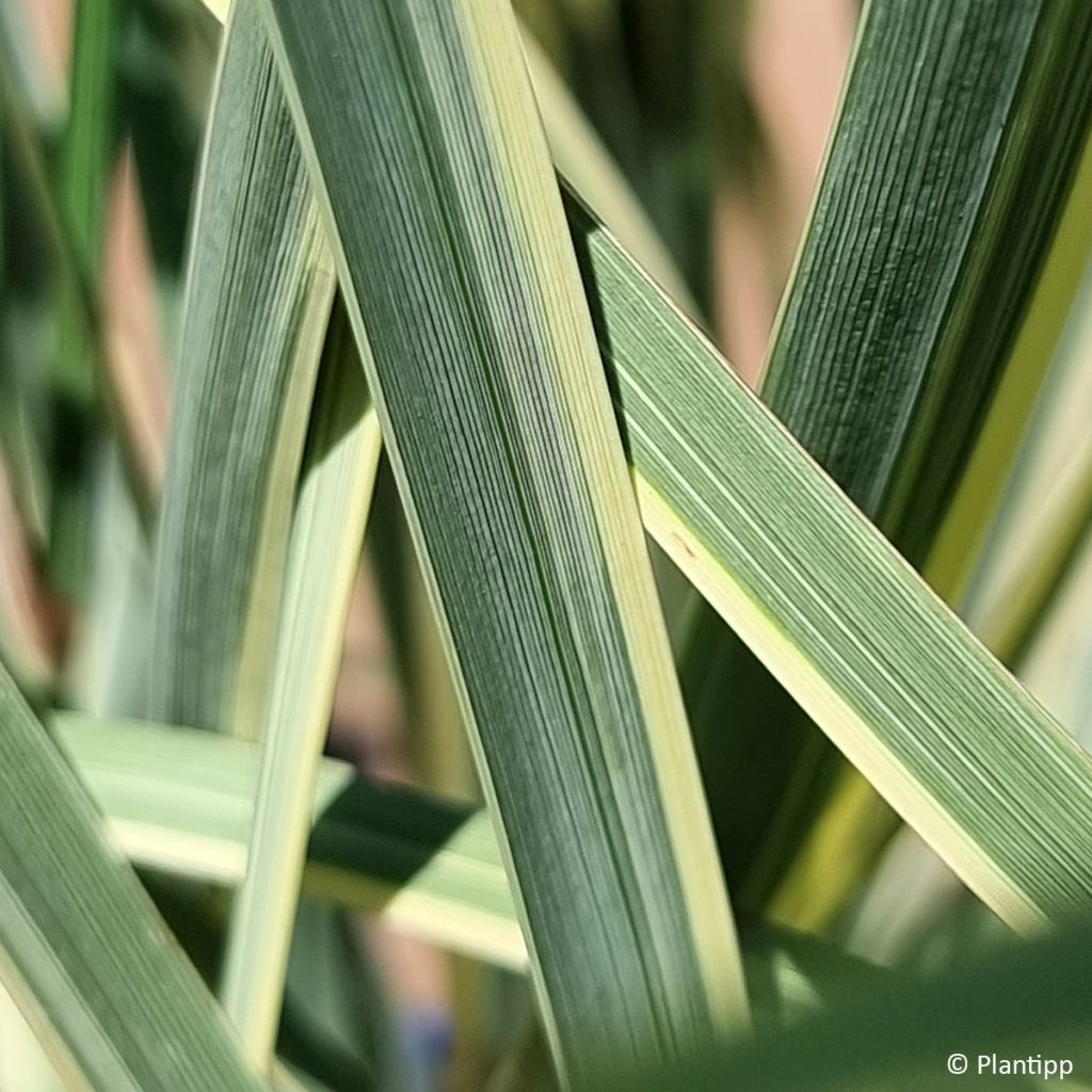 Dietes bicolor Milky Way - Afrikaanse iris
