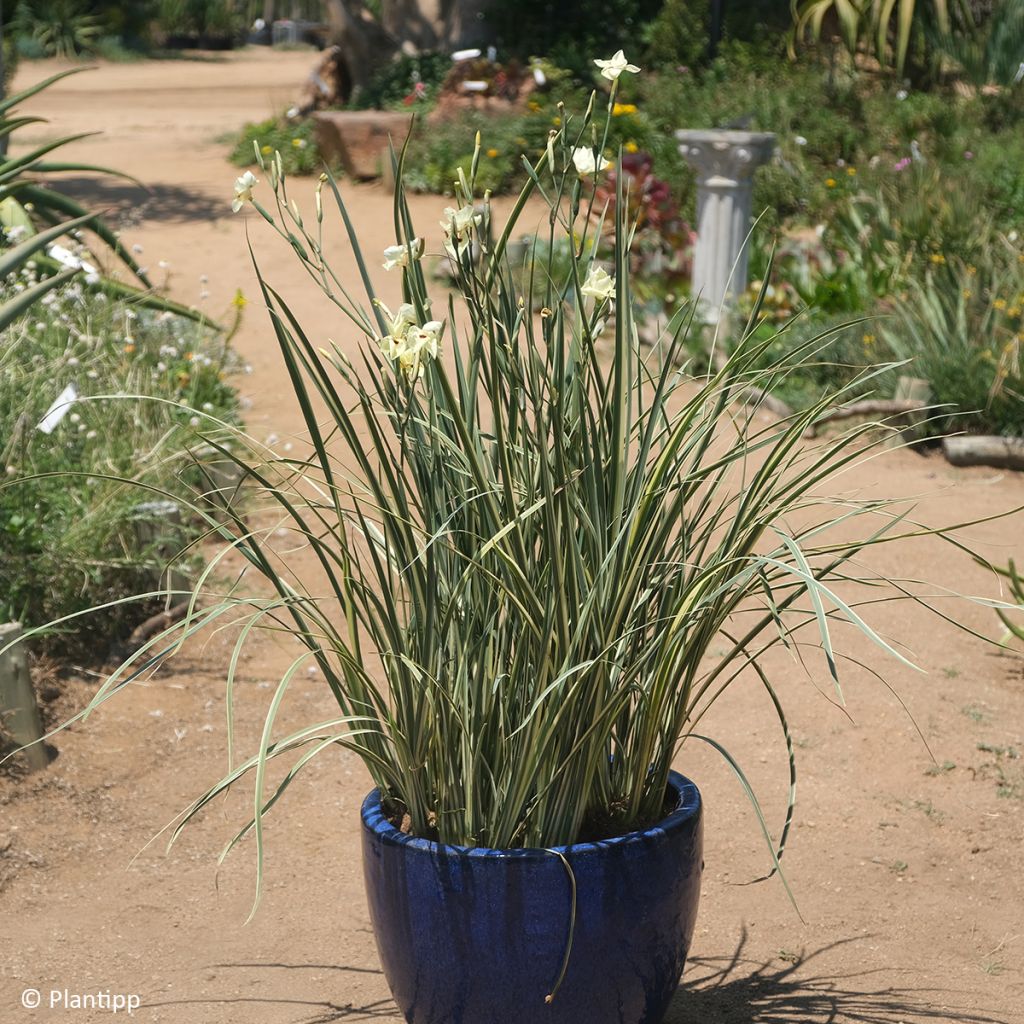 Dietes bicolor Milky Way - Afrikaanse iris