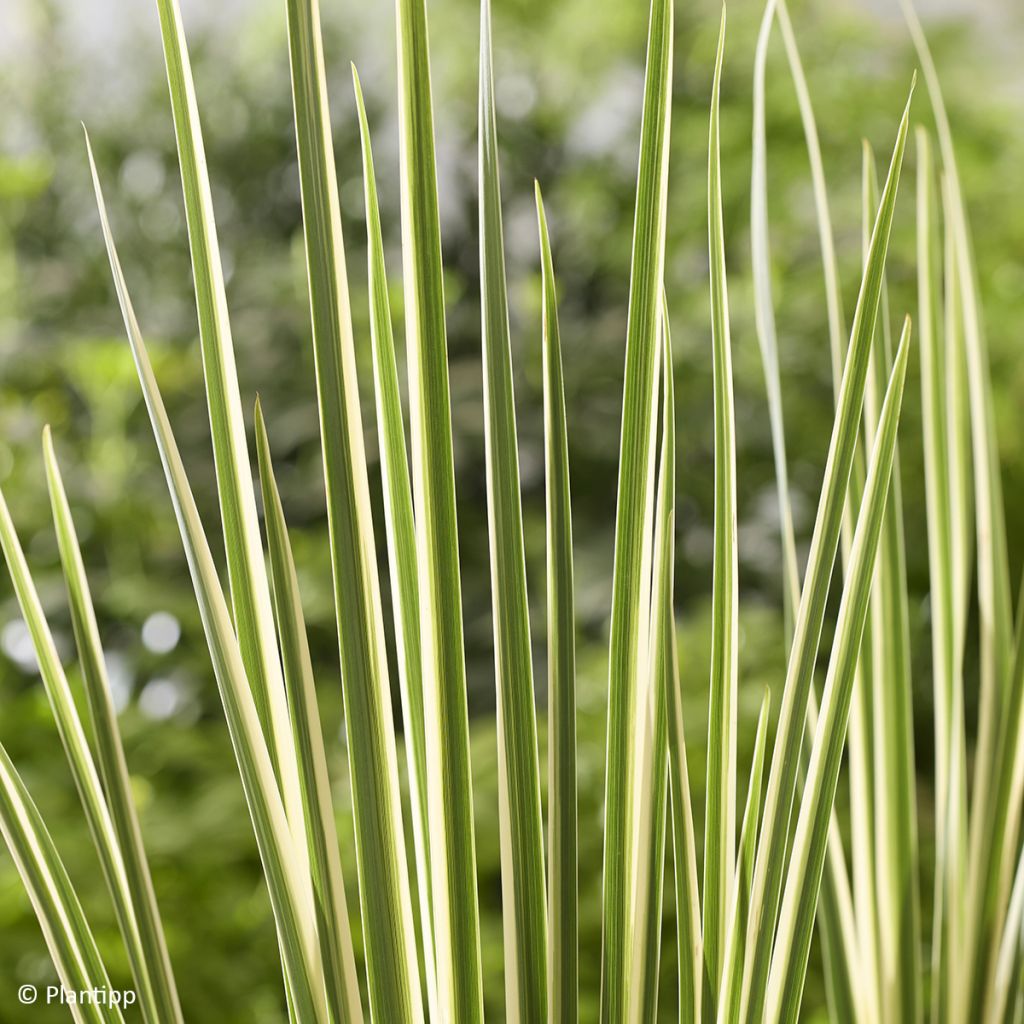 Dietes bicolor Milky Way - Afrikaanse iris