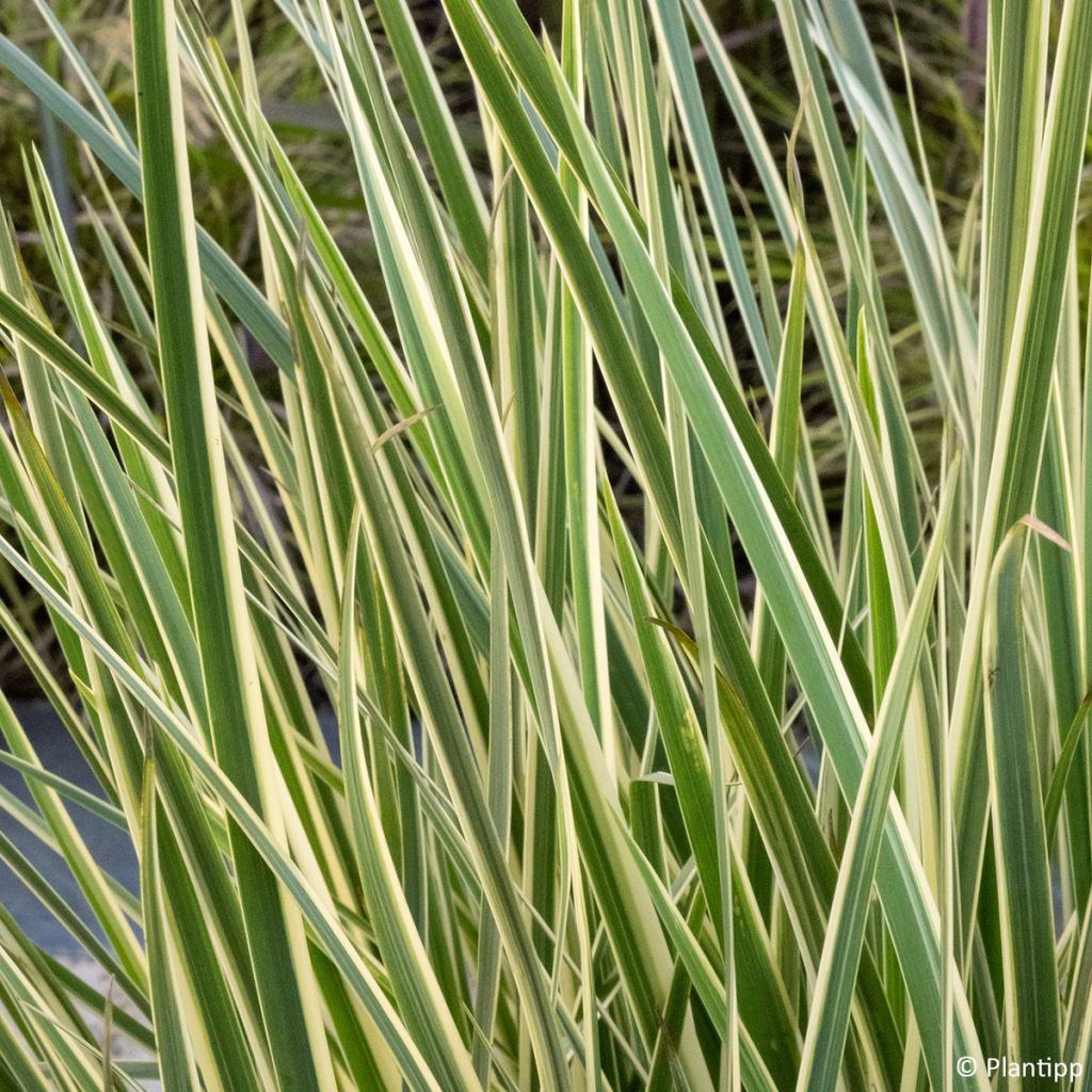 Dietes bicolor Milky Way - Afrikaanse iris
