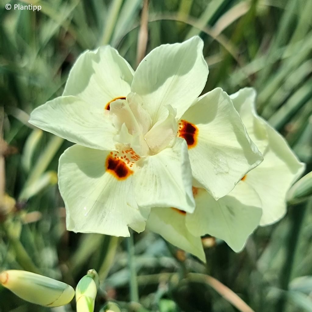 Dietes bicolor Milky Way - Afrikaanse iris