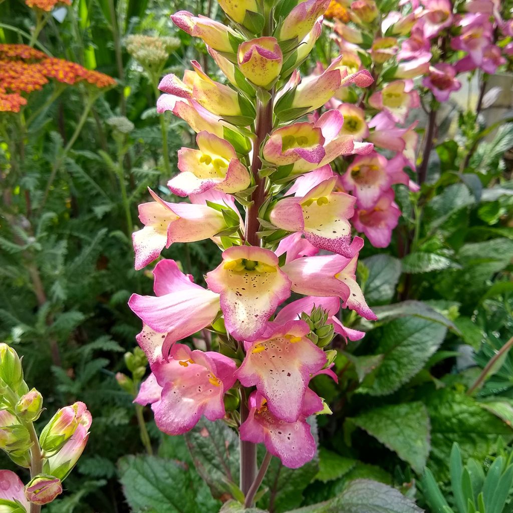 Digitalis valinii Berry Canary - Vingerhoedskruid