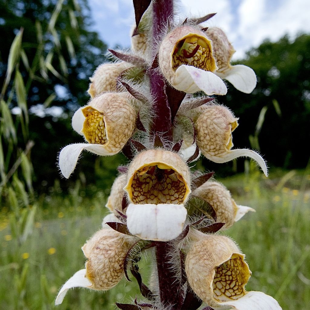 Digitale laineuse bicolore - Digitalis lanata