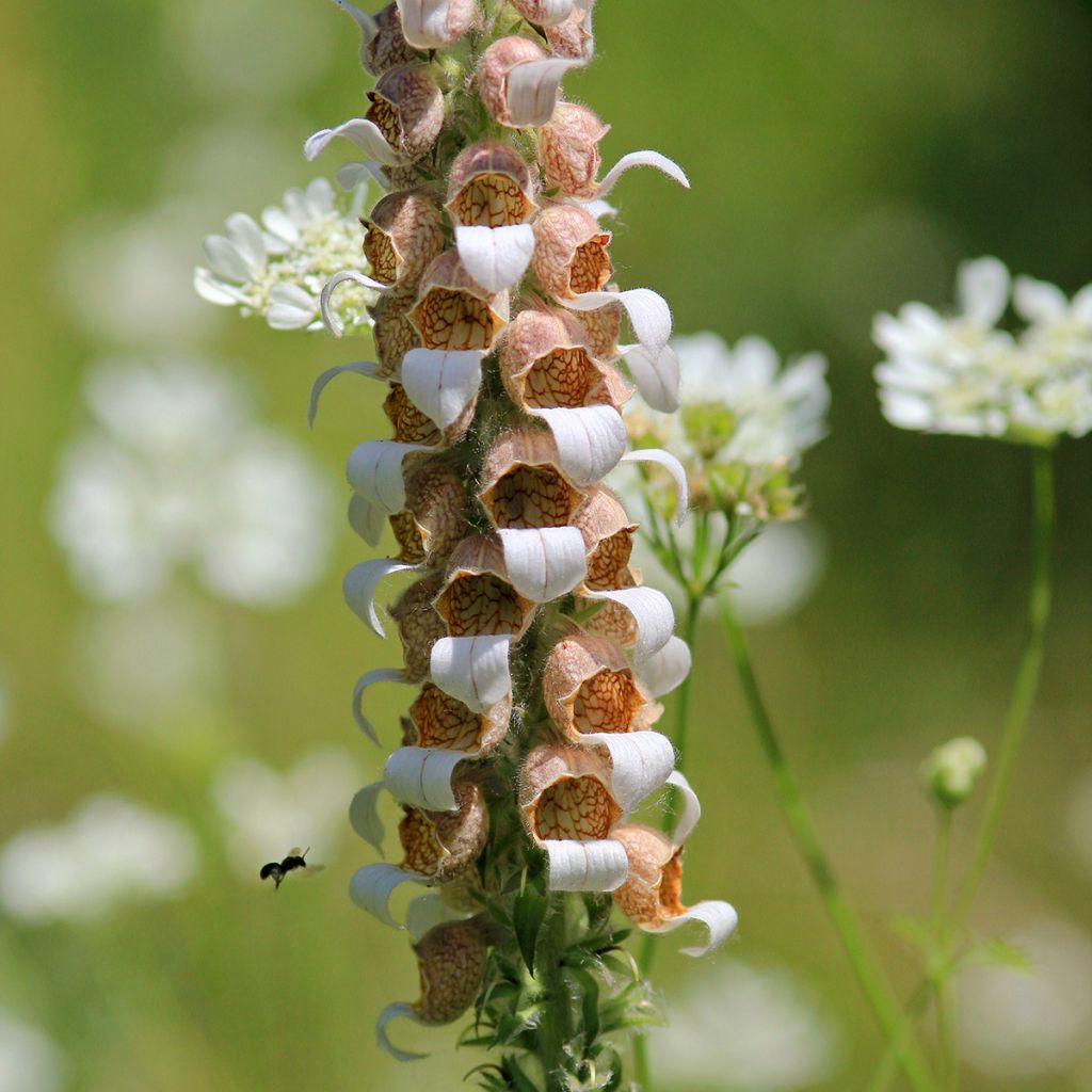 Digitalis lanata - Wollig vingerhoedskruid