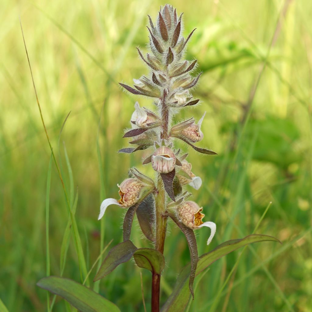 Digitalis lanata - Wollig vingerhoedskruid