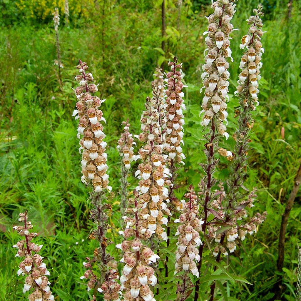 Digitalis lanata - Wollig vingerhoedskruid