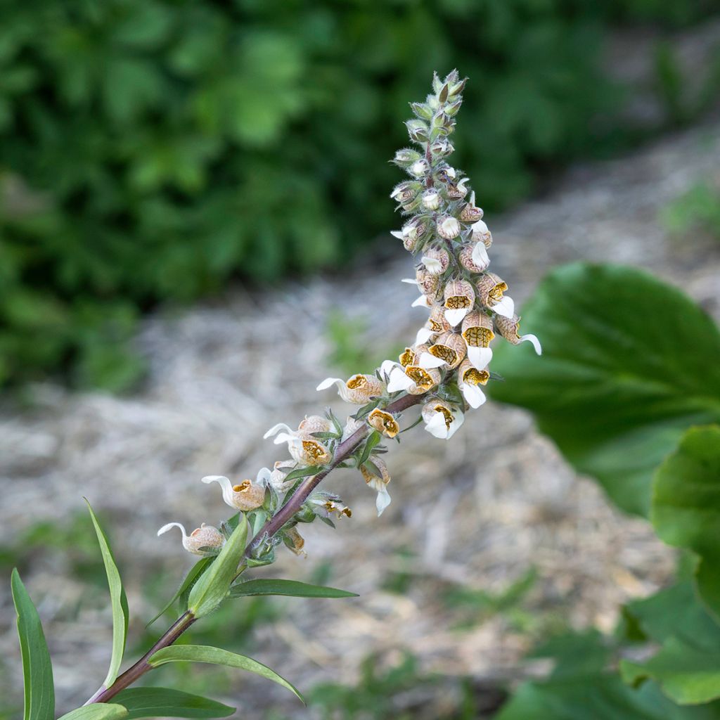 Digitalis lanata - Wollig vingerhoedskruid