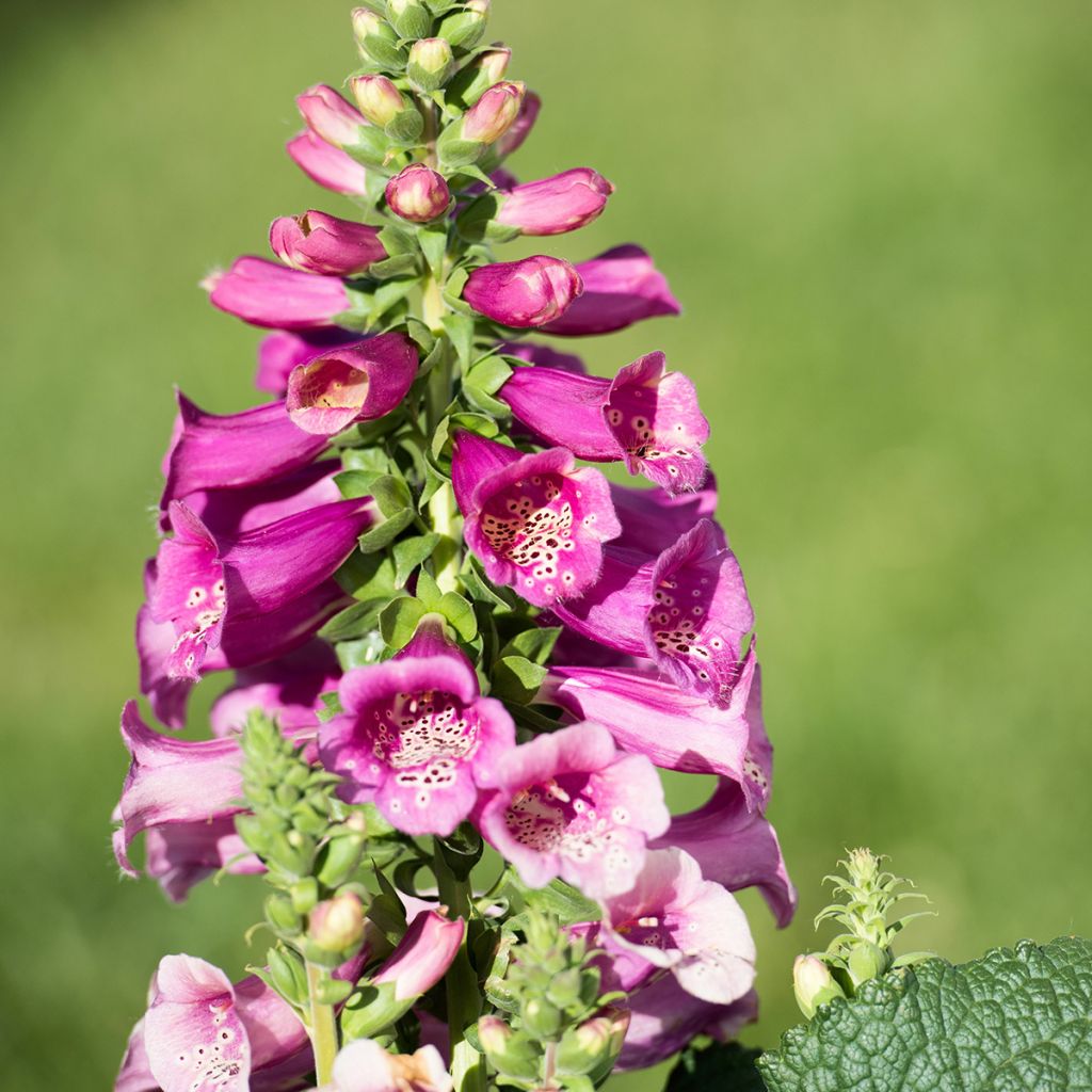 Digitalis purpurea Camelot Roze - Vingerhoedskruid