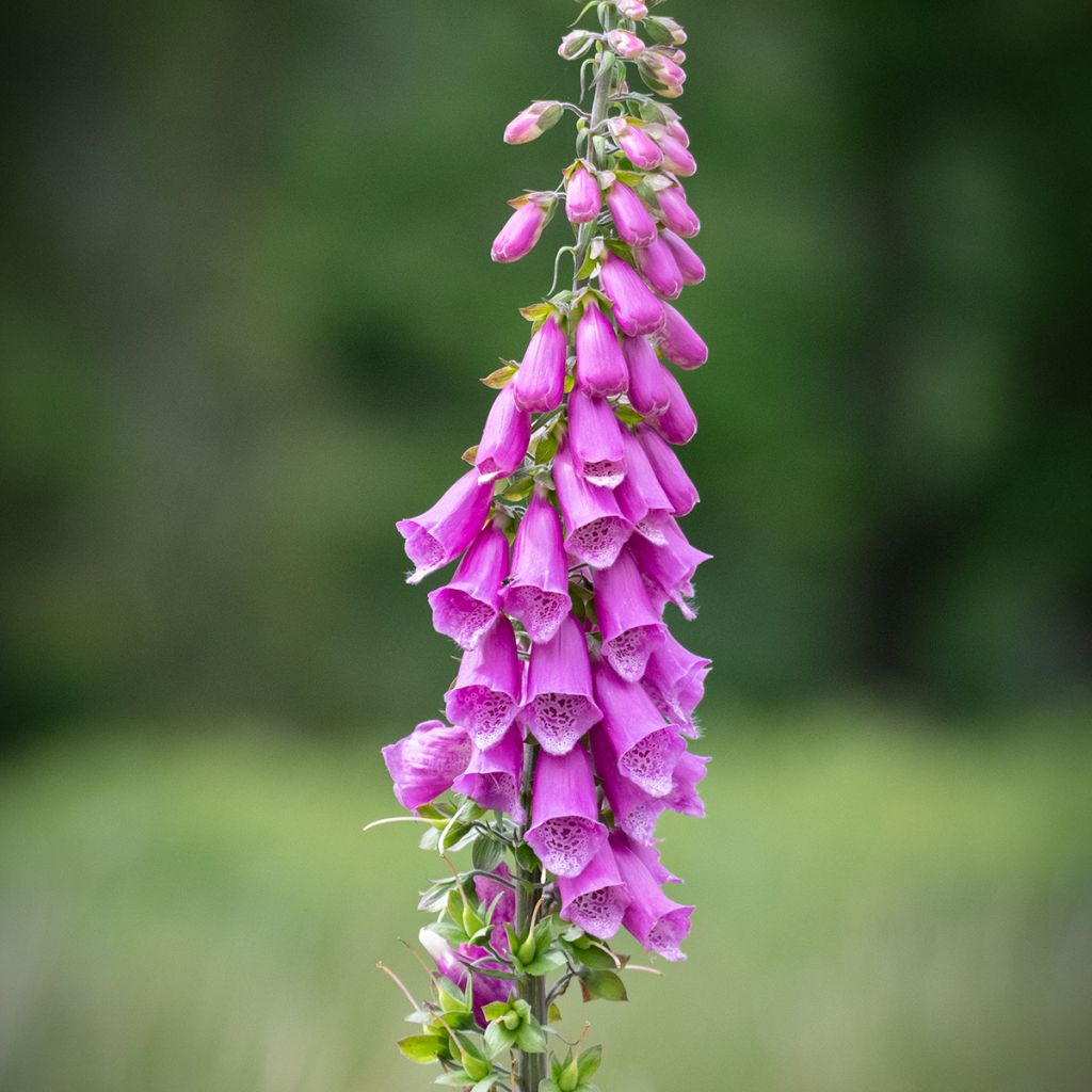 Digitalis purpurea - Vingerhoedskruid
