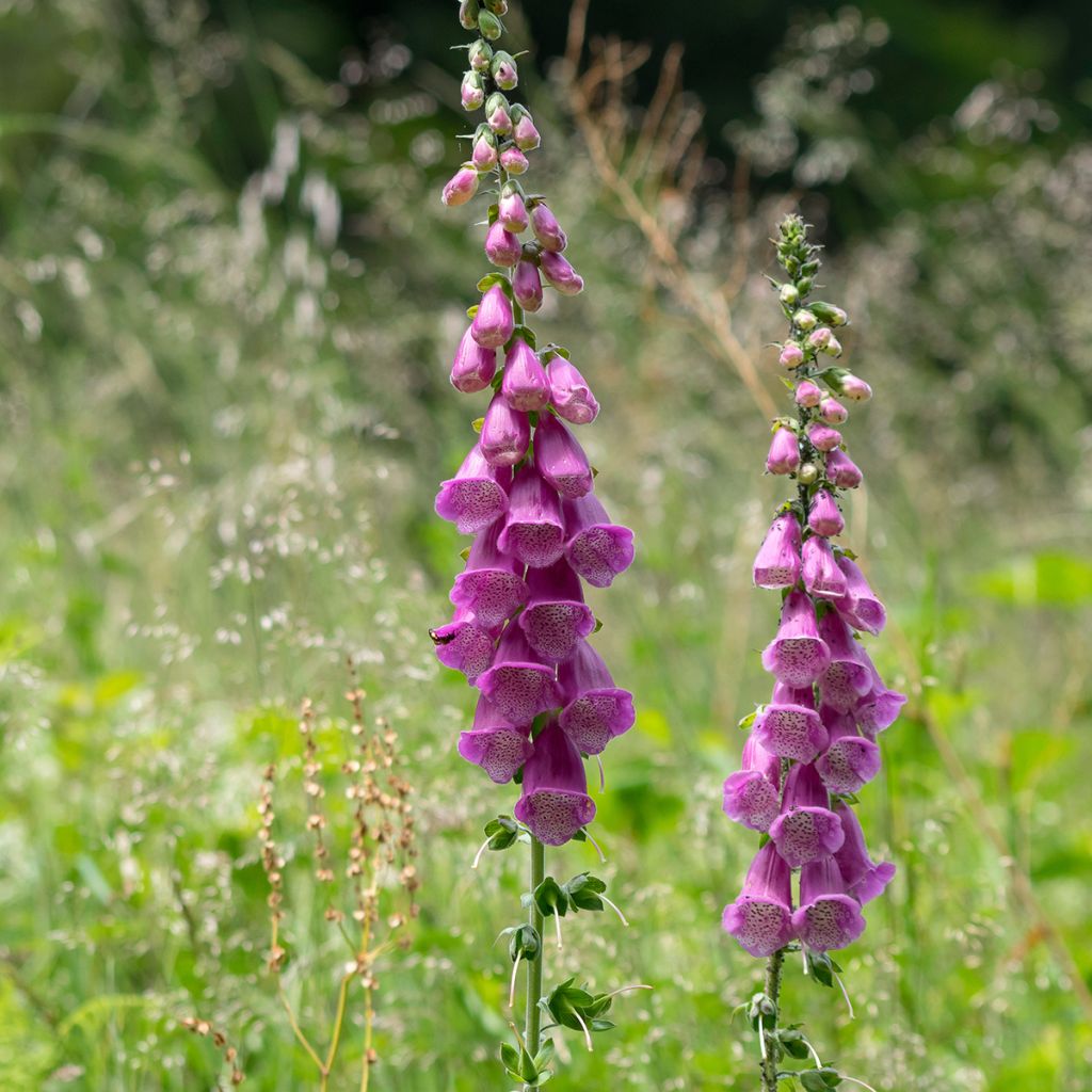 Digitalis purpurea - Vingerhoedskruid
