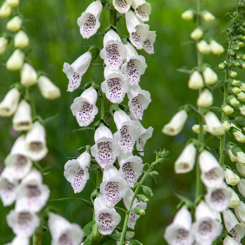 Digitalis purpurea Dalmatian White F1 (zaad) - Vingerhoedskruid
