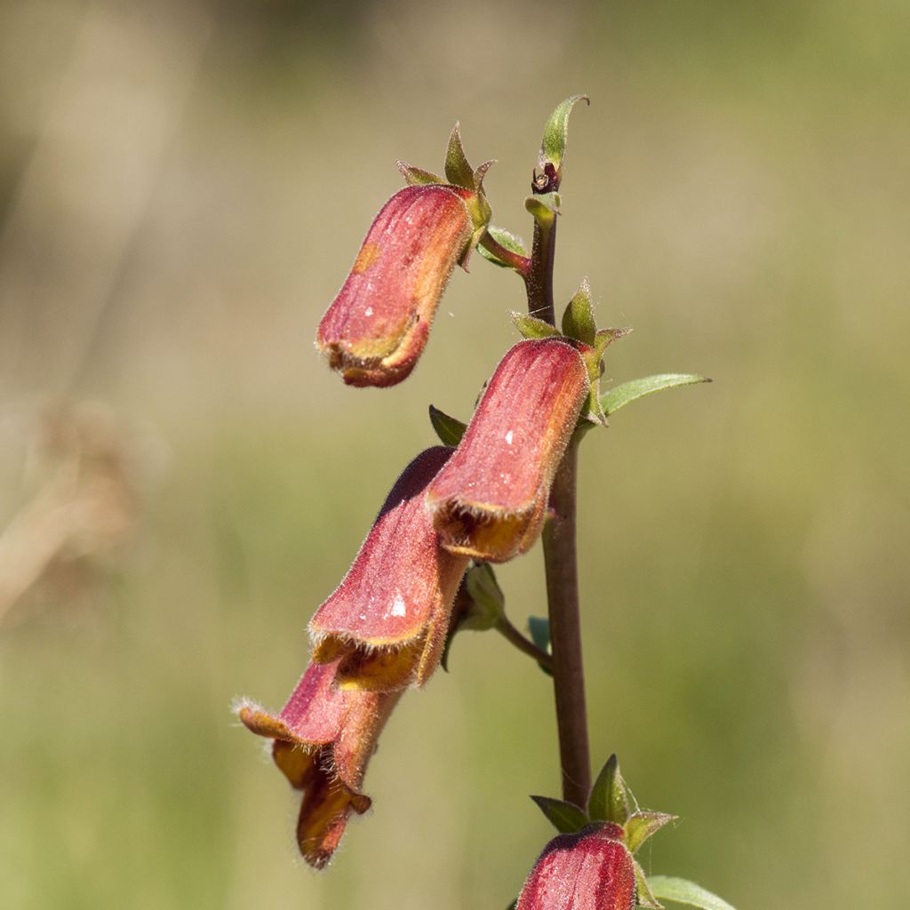 Digitalis obscura - Wilgebladig vingerhoedskruid