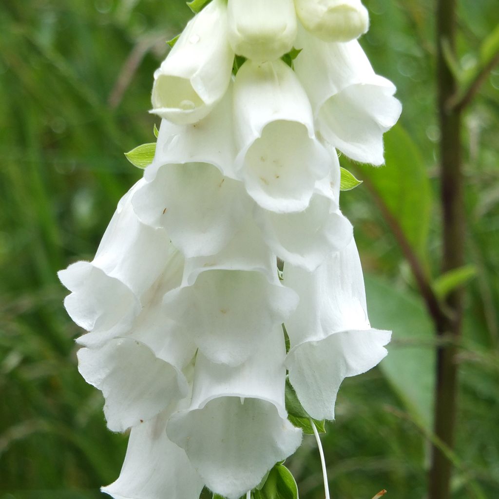 Digitalis purpurea Alba - Vingerhoedskruid