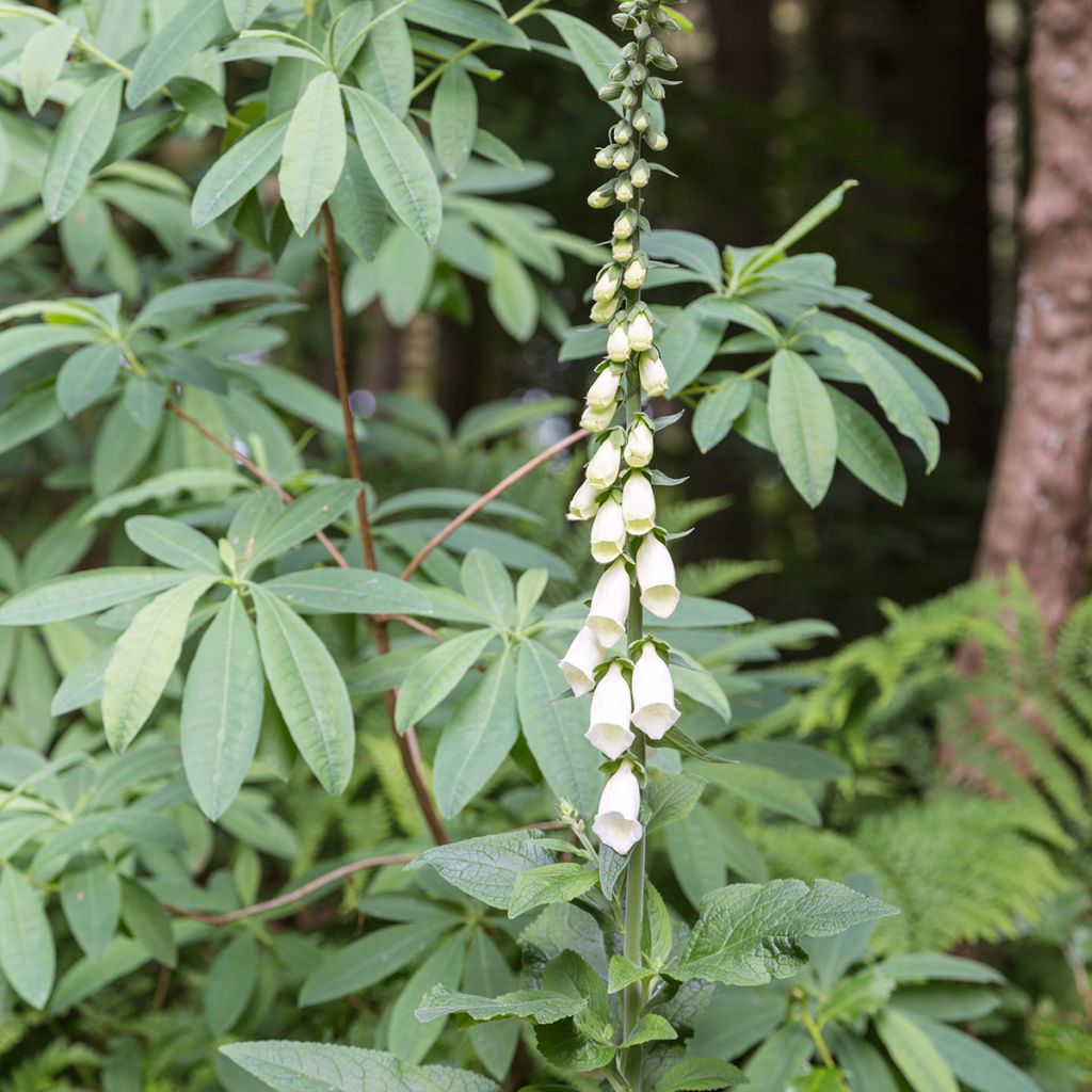 Digitalis purpurea Alba - Vingerhoedskruid