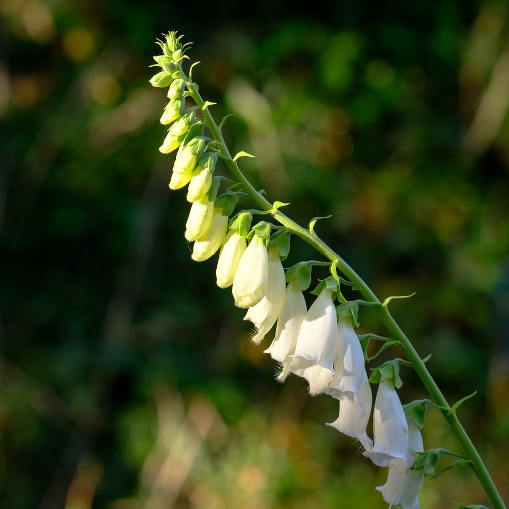 Digitalis purpurea Alba - Vingerhoedskruid