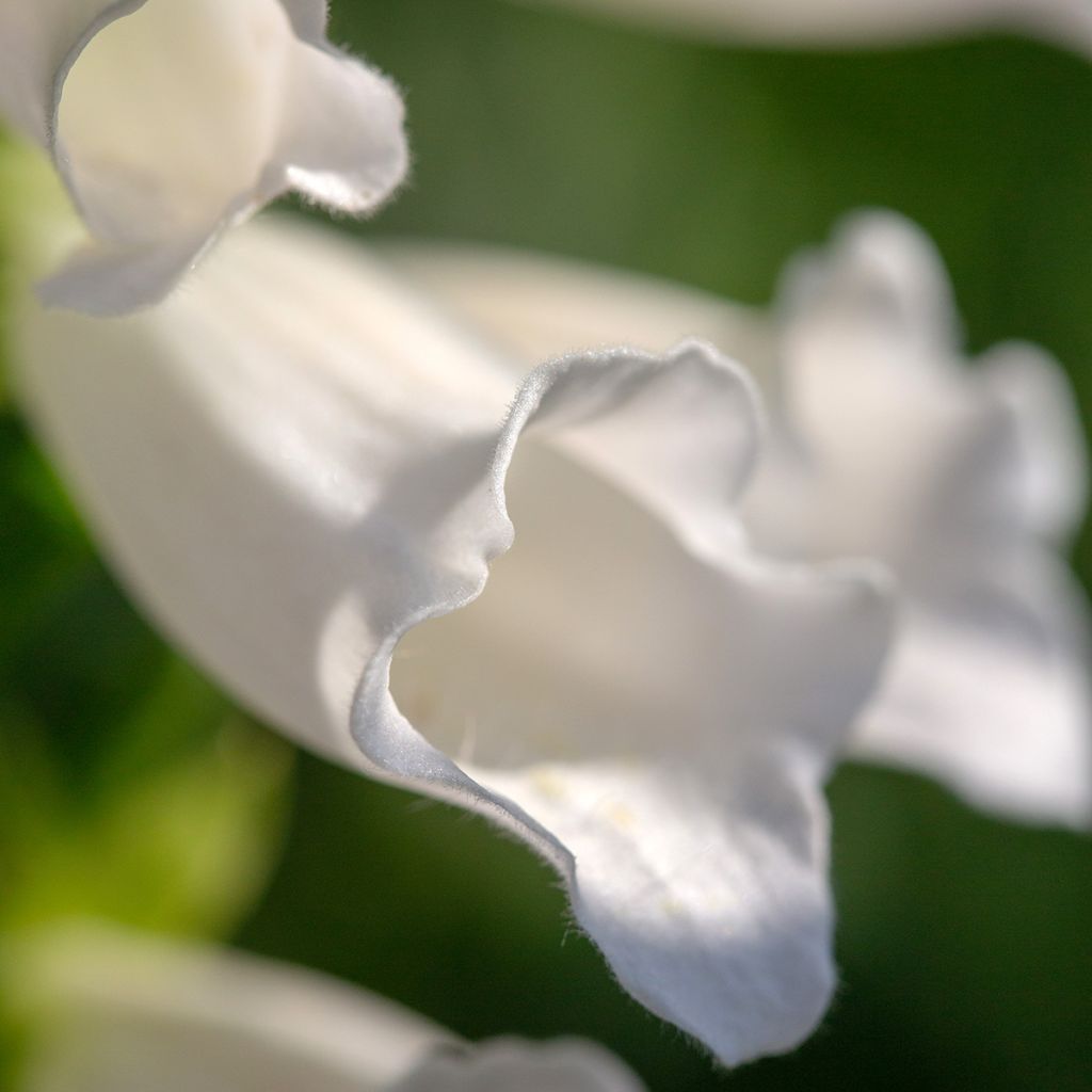 Digitalis purpurea Alba - Vingerhoedskruid