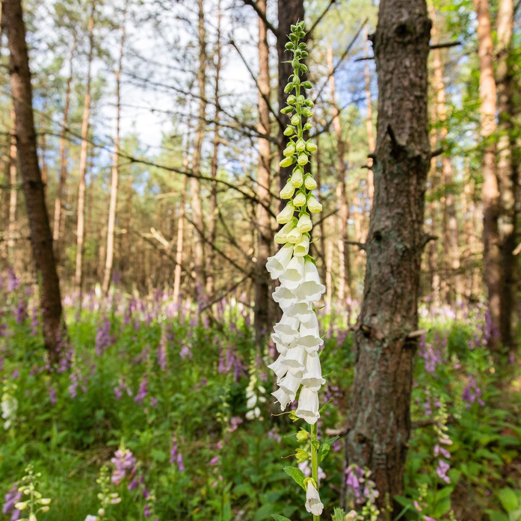Digitalis purpurea Alba - Vingerhoedskruid