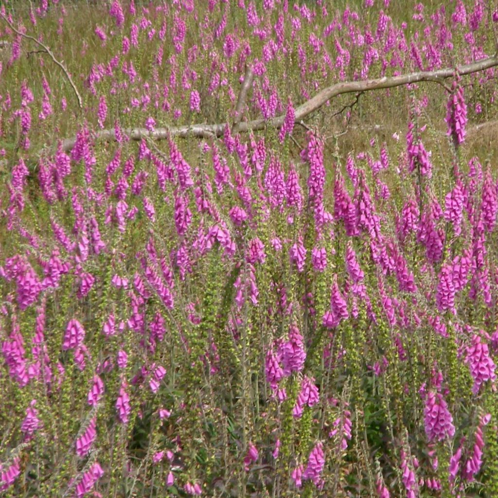 Digitale, Digitalis purpurea ssp. nevadensis