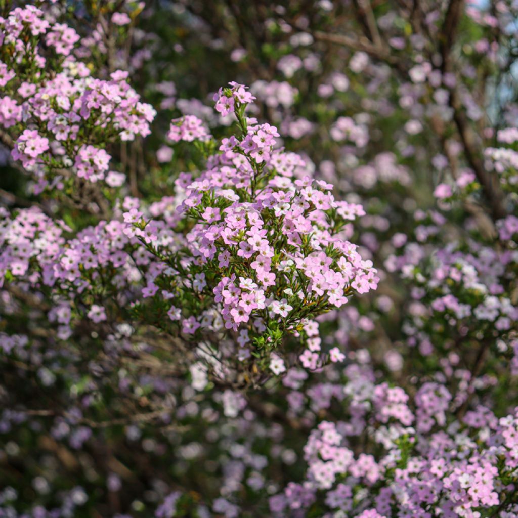 Diosma Pink Diamond - Confettistruik