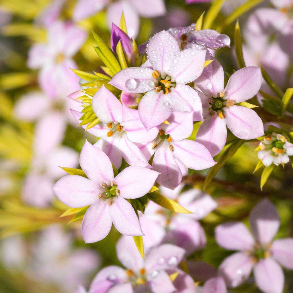 Diosma hirsuta Sunset Gold - Confettistruik