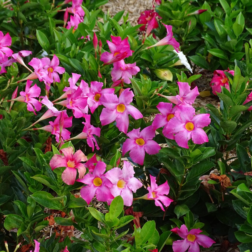 Dipladenia BELLA Roze - Mandevilla