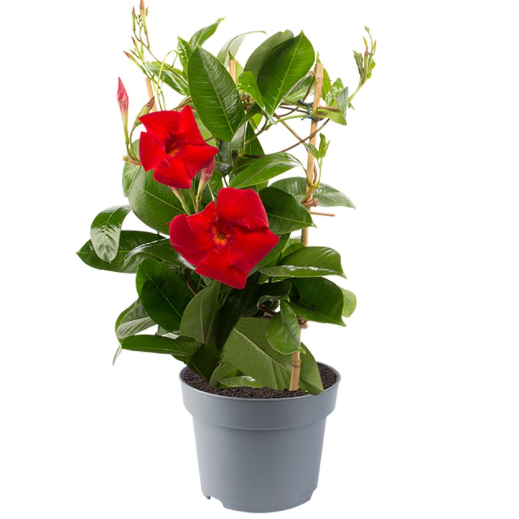 Dipladenia Diamantina Jade XXL Rood - Mandevilla