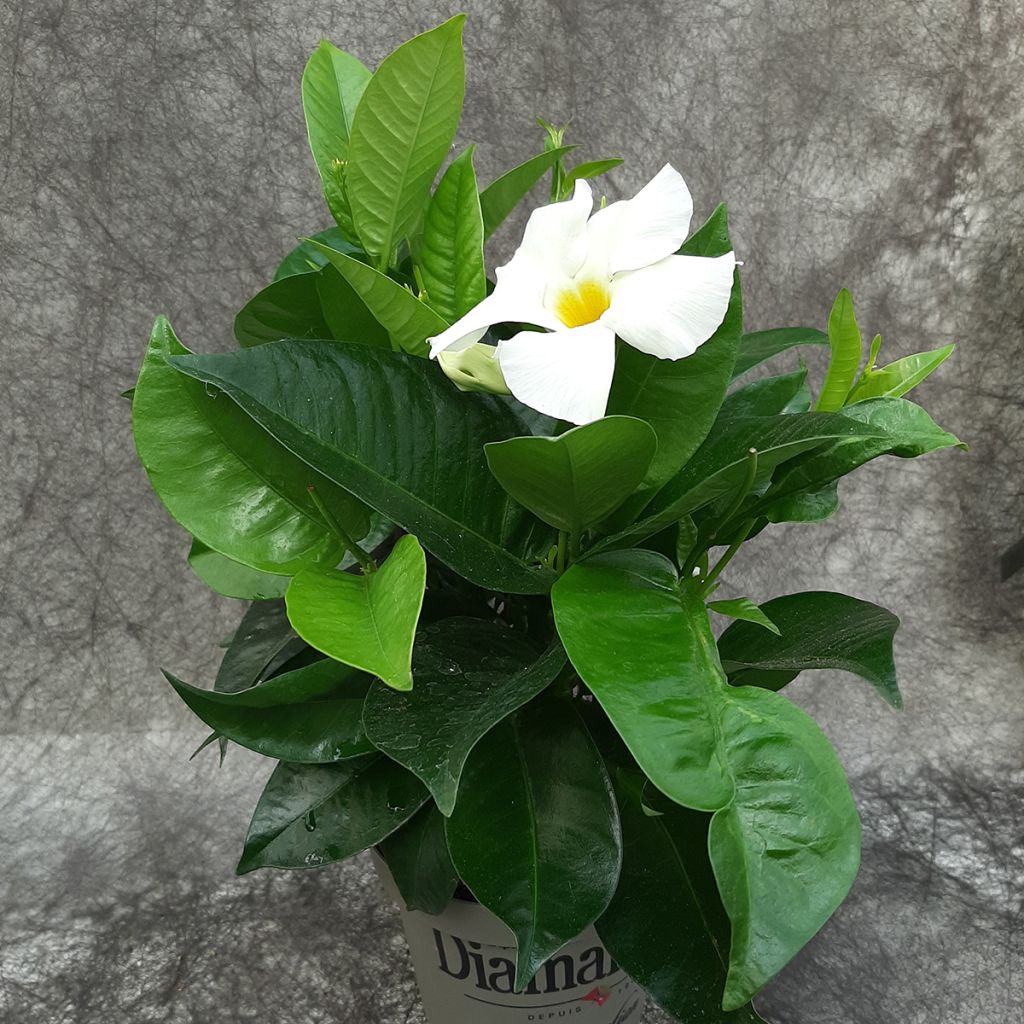 Dipladenia Diamantina Jade XXL Wit - Mandevilla