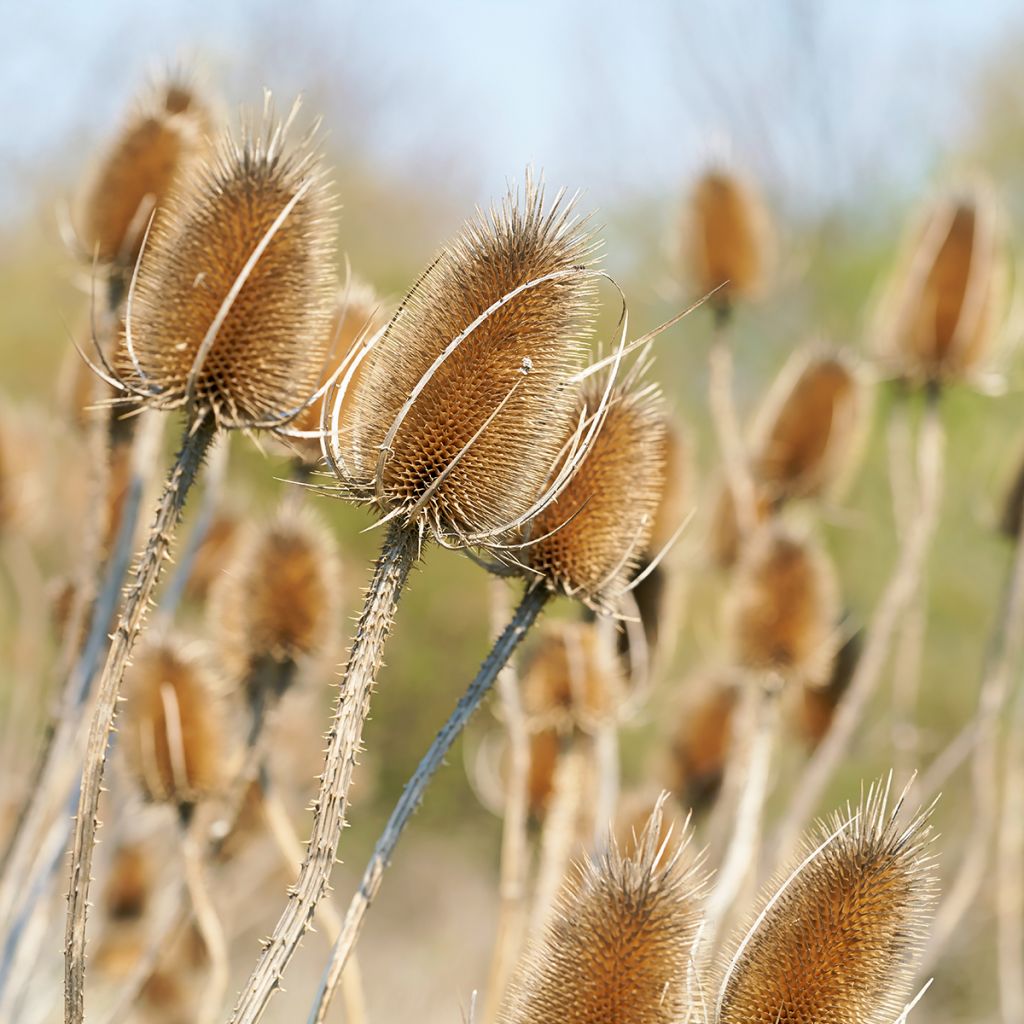 Dipsacus fullonum - Grote kaardebol
