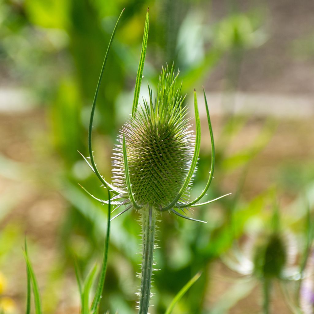 Dipsacus sylvestris BIO (zaad) - Grote kaardebol