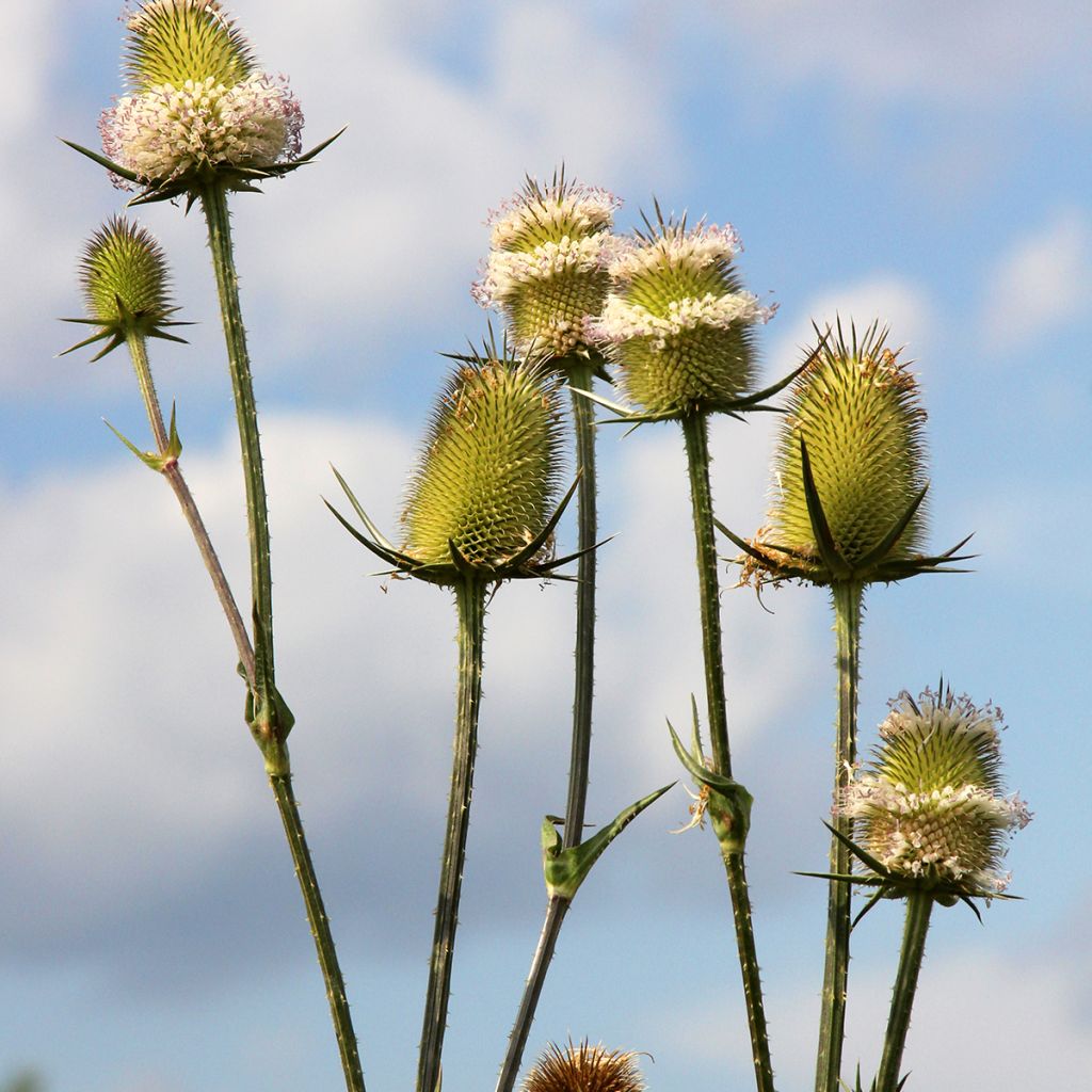 Dipsacus sylvestris BIO (zaad) - Grote kaardebol