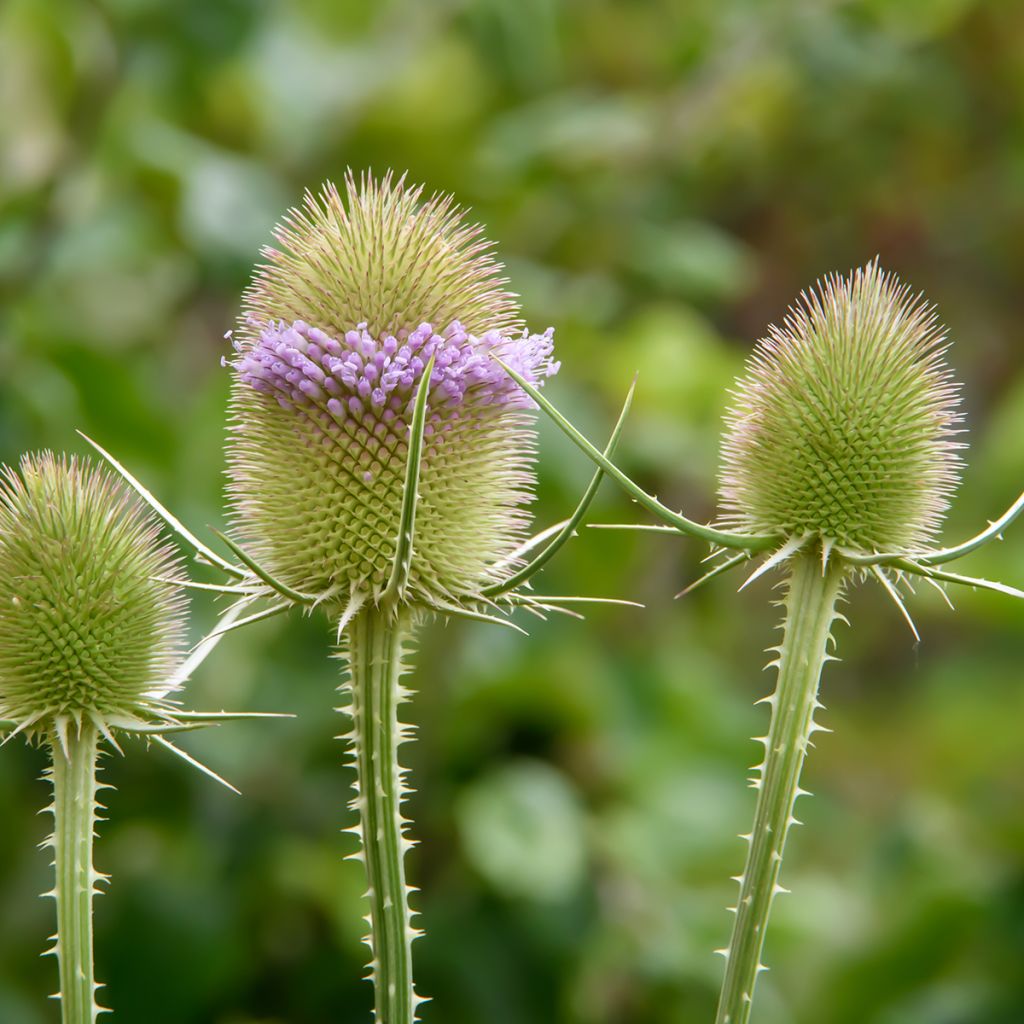 Dipsacus sylvestris BIO (zaad) - Grote kaardebol