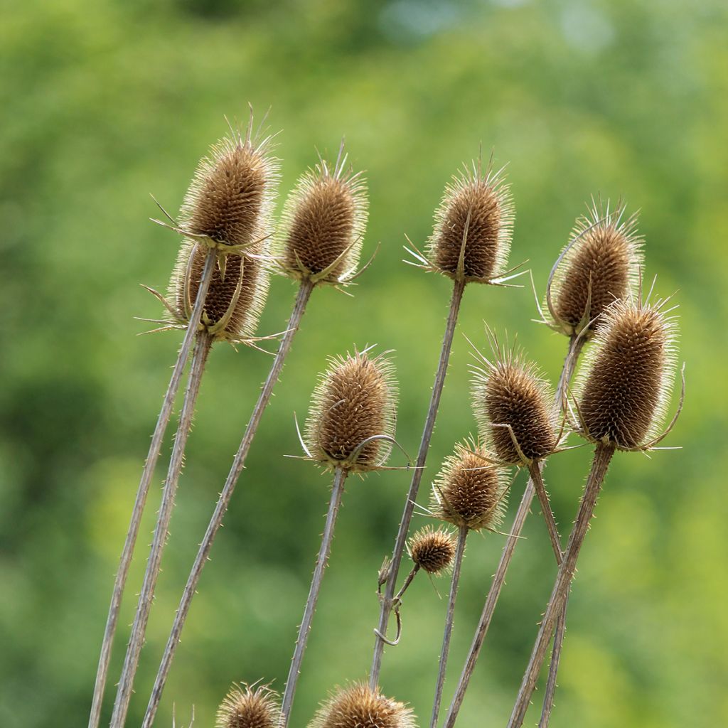 Dipsacus sylvestris BIO (zaad) - Grote kaardebol