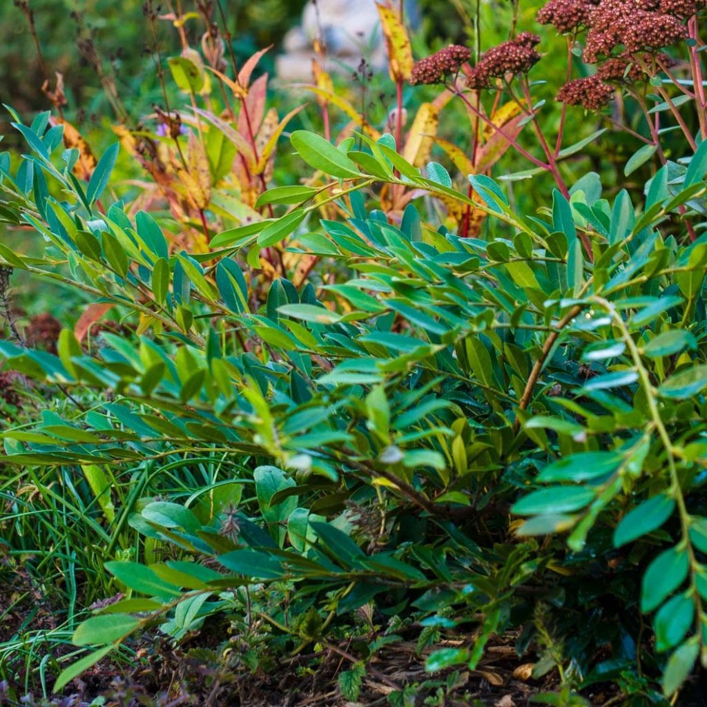 Distylium Vintage Jade