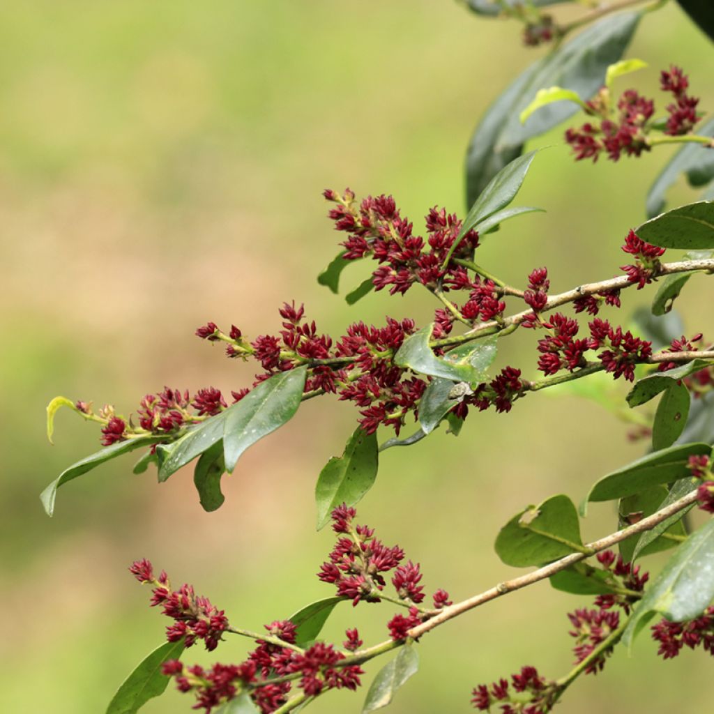 Distylium racemosum - Winter toverhazelaar