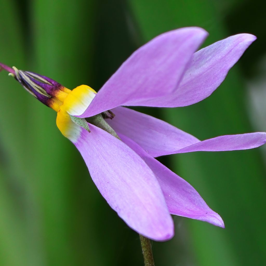 Dodecatheon meadia - Twaalfgodenkruid