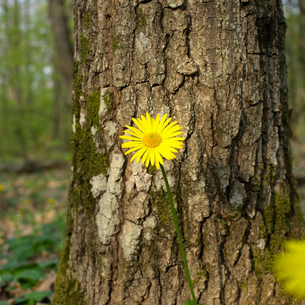 Doronicum pardalianches - Hartbladzonnebloem